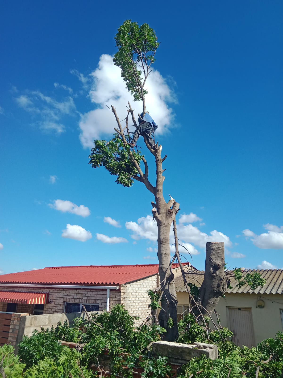 Tree felling