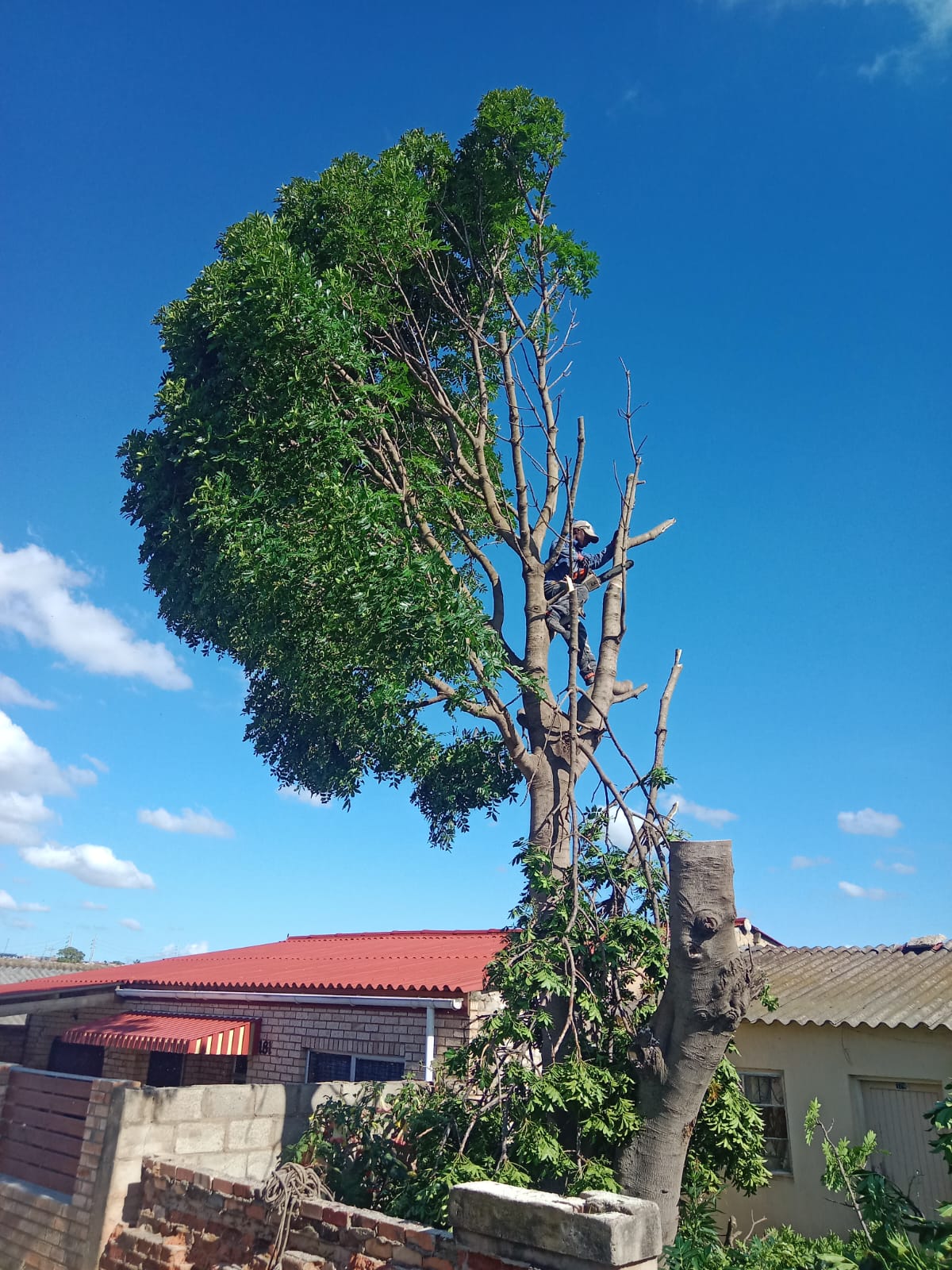 Treefelling