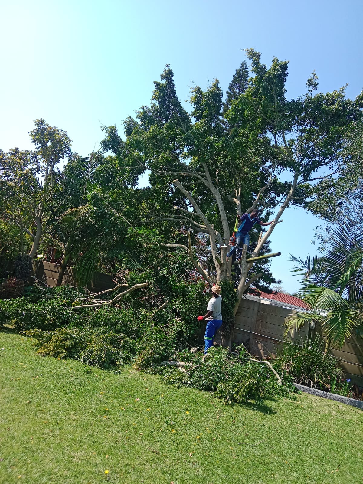 Tree felling