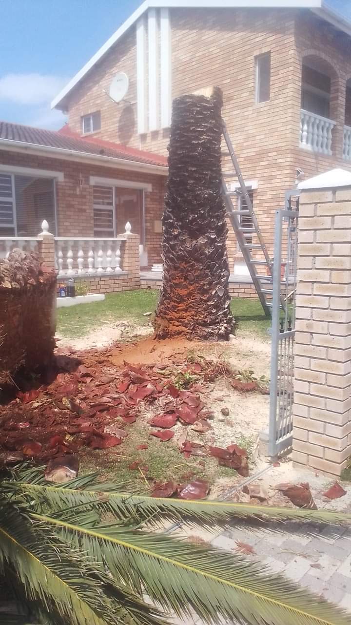 Tree Felling