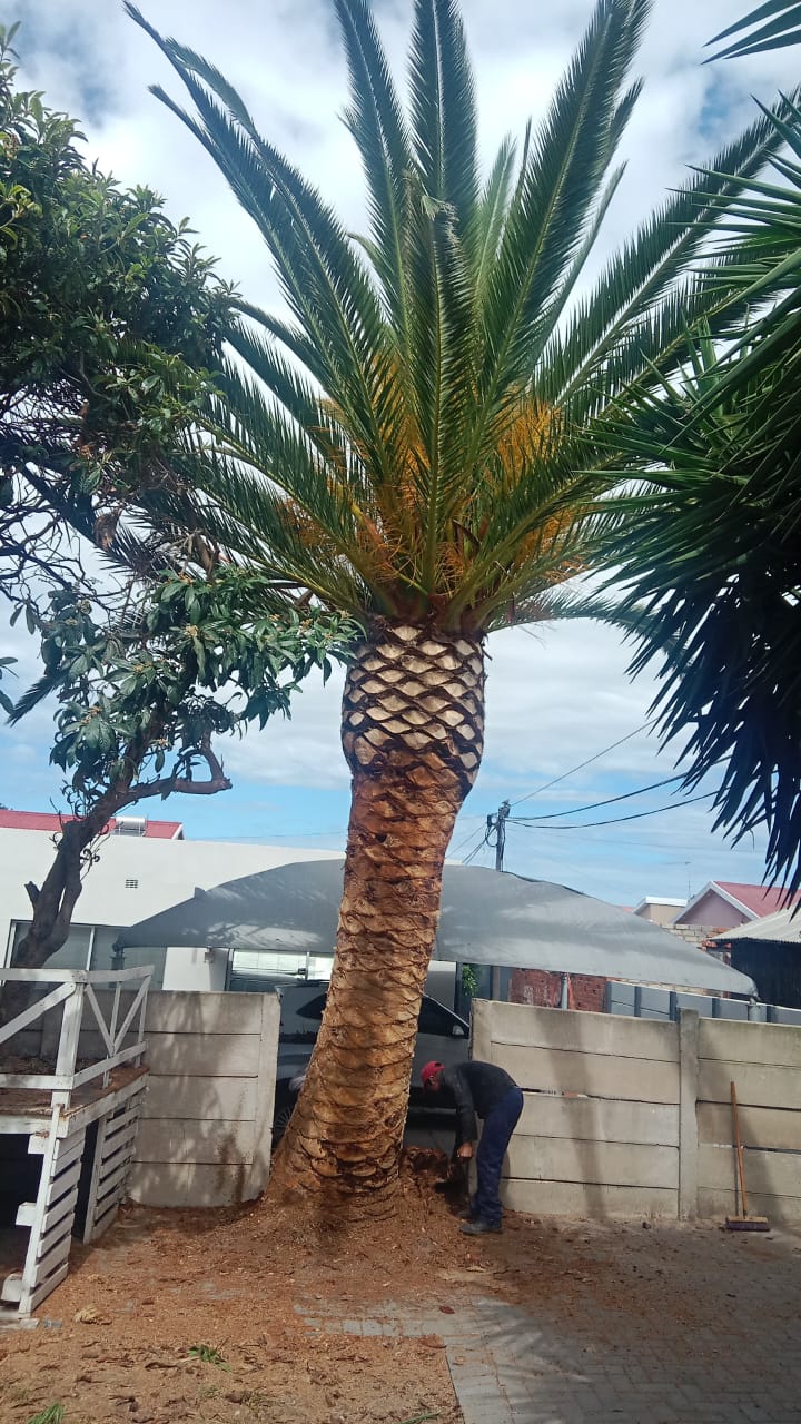 Palm Tree Pruning Palm Tree Pruning